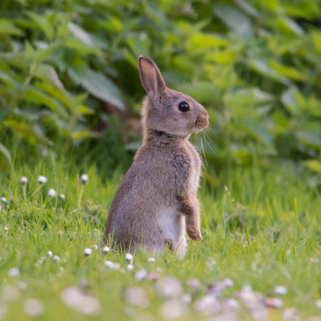 So schützen Sie Ihren Garten vor Kaninchen